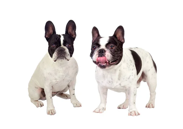 Två söta bulldogs — Stockfoto