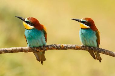 Birkaç bee-eaters dalı ile arka plan bulanık