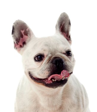 Beyaz arka plan üzerinde izole sevimli beyaz bulldog