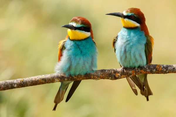 Birkaç Bee Eaters Dalı Ile Arka Plan Bulanık — Stok fotoğraf