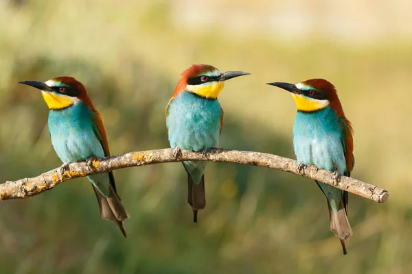 Three Bee Eaters Branch Blurred Background — Stock Photo, Image