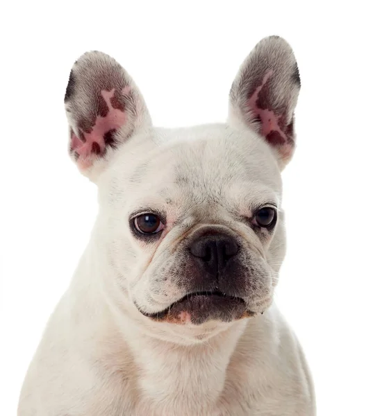 Aranyos Fehér Bulldog Elszigetelt Fehér Background — Stock Fotó