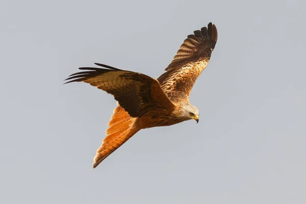 Fantastiska Rovfågel Flykt Blå Himmel Bakgrunden — Stockfoto