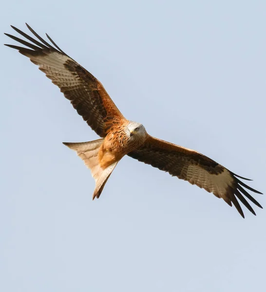 Geweldige Roofvogel Vlucht Blauwe Hemel Achtergrond — Stockfoto