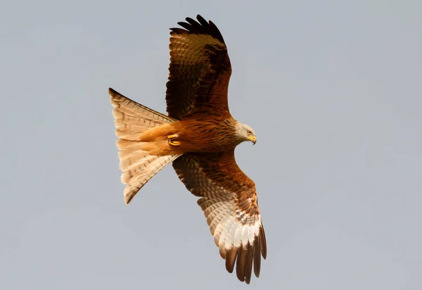 Amazing Bird Prey Flight Blue Sky Background — Stock Photo, Image