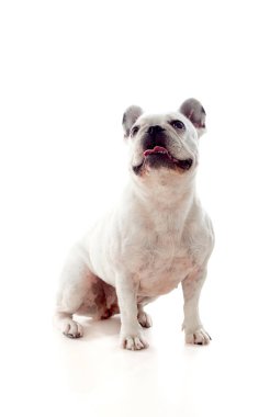 Beyaz arka plan üzerinde izole sevimli beyaz bulldog