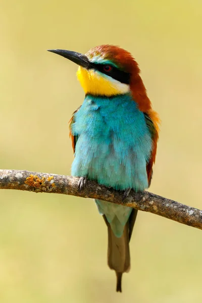 Φωτεινό Kingfisher Πουλί Σκαρφαλωμένο Στο Υποκατάστημα Στο Φυσικό Περιβάλλον — Φωτογραφία Αρχείου