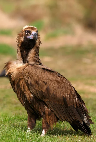 Großgeier Auf Grünem Gras Natürlichem Lebensraum — Stockfoto