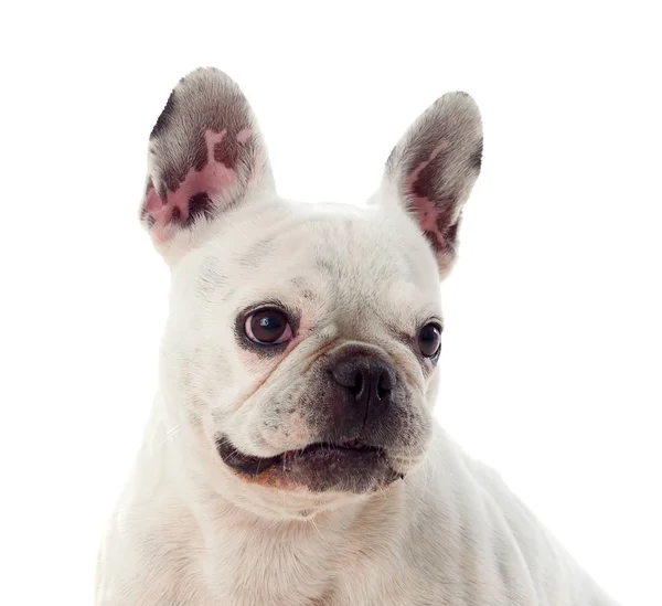 Bonito Buldogue Branco Isolado Fundo Branco — Fotografia de Stock