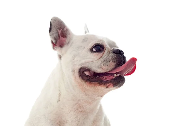 Schattige Witte Bulldog Geïsoleerd Witte Achtergrond — Stockfoto