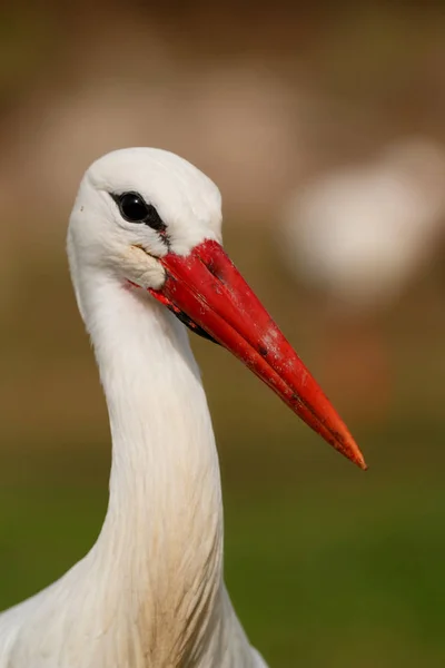 Detailní Portrét Čáp Bílý Poli — Stock fotografie