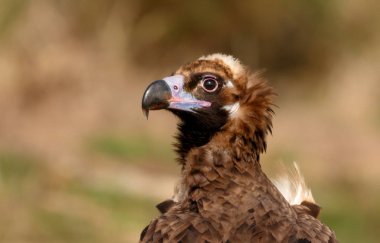 doğal yaşam alanı içinde büyük kara akbaba
