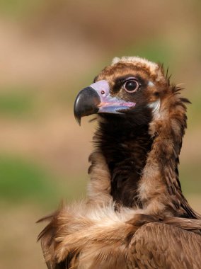 doğal yaşam alanı içinde büyük kara akbaba