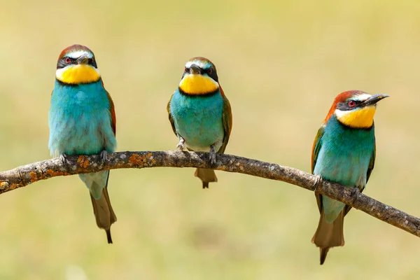 Ljusa Kingfisher Fåglar Uppflugna Gren Naturliga Livsmiljö — Stockfoto