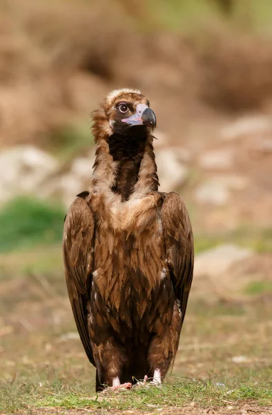 Big Black Vulture Green Grass Natural Habitat — Stock Photo, Image