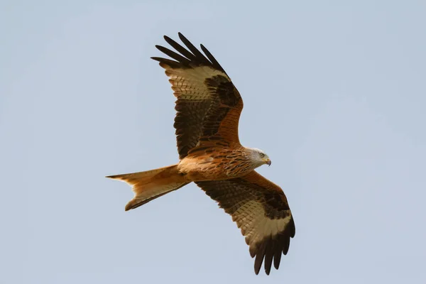 amazing bird of prey in flight, blue sky of background