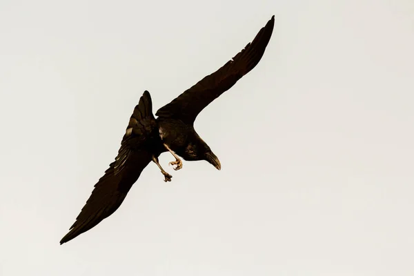Černé Opeření Vrány Letu Přirozeném Prostředí — Stock fotografie