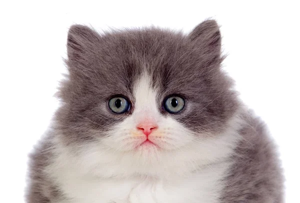 Roztomilá Perská Kočka Izolované Bílém Pozadí — Stock fotografie