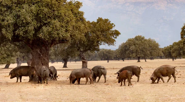 Cerdos ibéricos pastando cerca de robles — Foto de Stock