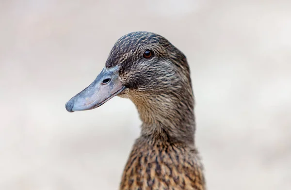 Closeup Photo Beautiful Brown Duck Park — Stock Photo, Image