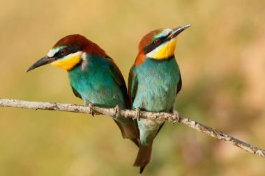 Birkaç bee-eaters dalı ile arka plan bulanık
