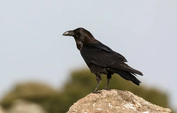 Plumaje Negro Cuervo Sobre Piedra Hábitat Natural —  Fotos de Stock