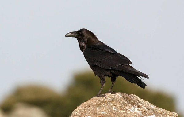 black plumage of crow on stone in natural habitat