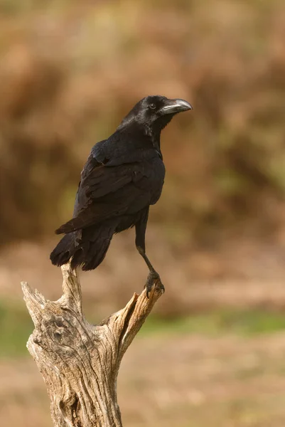 Černé Opeření Vrána Větvi Přirozeném Prostředí — Stock fotografie