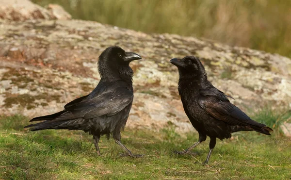 Couple Corbeaux Noirs Sur Herbe Dans Habitat Naturel — Photo