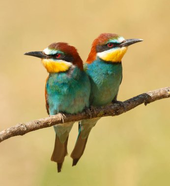 Birkaç bee-eaters dalı ile arka plan bulanık
