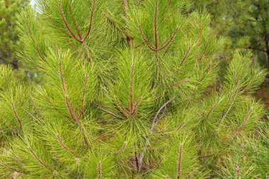 parlak yeşil iğneler, closeup ile çam ağacı
