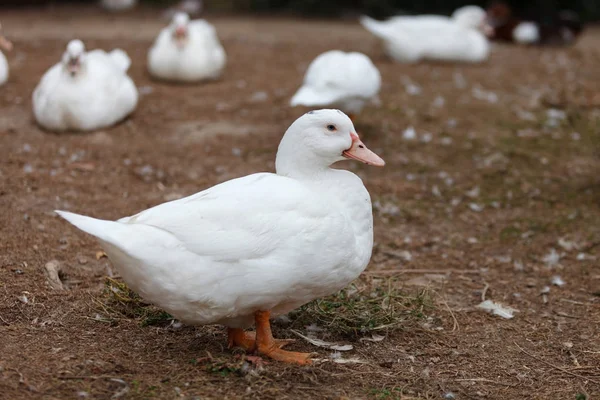 Beautiful White Duck Ground Closeup — Stock Photo, Image