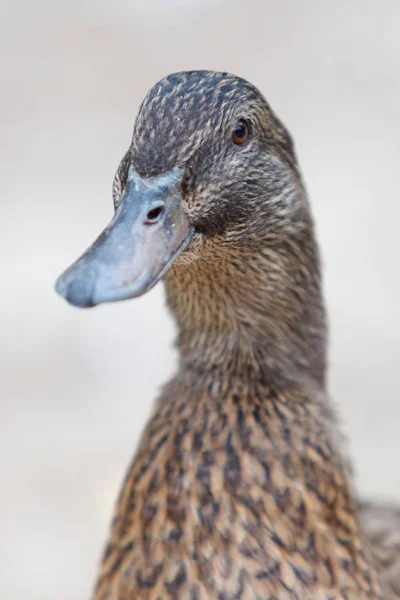 Closeup Photo Beautiful Brown Duck Park — Stock Photo, Image