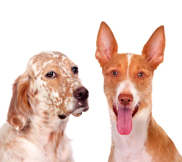 Studio Portret Van Twee Schattige Verschillende Honden Geïsoleerd Witte Achtergrond — Stockfoto