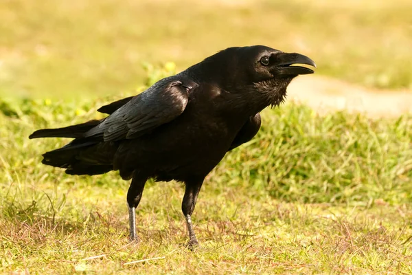 Plumaje Negro Cuervo Sobre Hierba Hábitat Natural —  Fotos de Stock