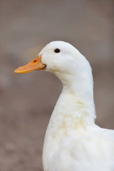 公園内の美しい白鴨のクローズ アップ写真 — ストック写真