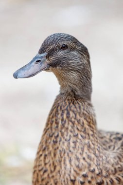 portre fotoğraf güzel kahverengi ördek Park