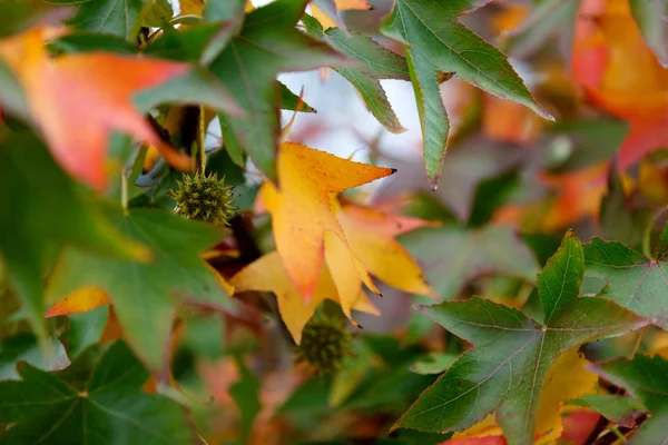 カラフルな紅葉 — ストック写真