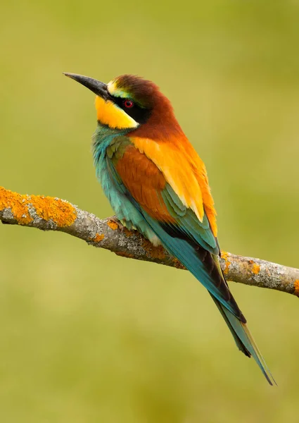 Portrait Colorful Bird Looking Side — Stock Photo, Image