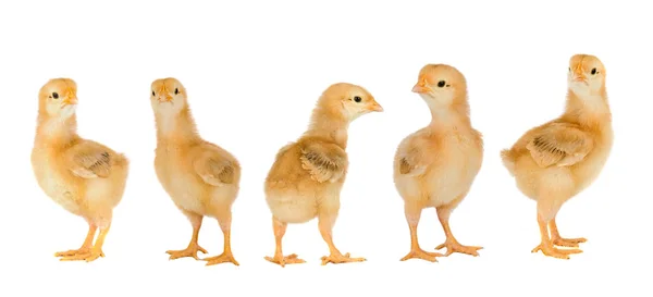 Lindos Pollos Amarillos Aislados Sobre Fondo Blanco — Foto de Stock