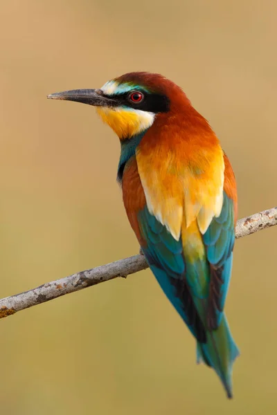 Pássaro Pescador Brilhante Empoleirado Ramo Habitat Natural — Fotografia de Stock