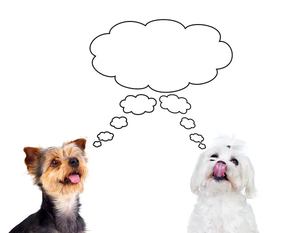 Studioporträt Zweier Niedlicher Hunde Mit Sprechblase Auf Weißem Hintergrund — Stockfoto