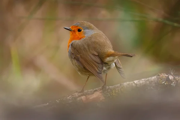 Beautiful Small Bird Orange Plumage Branch Blurred Background — Stock Photo, Image