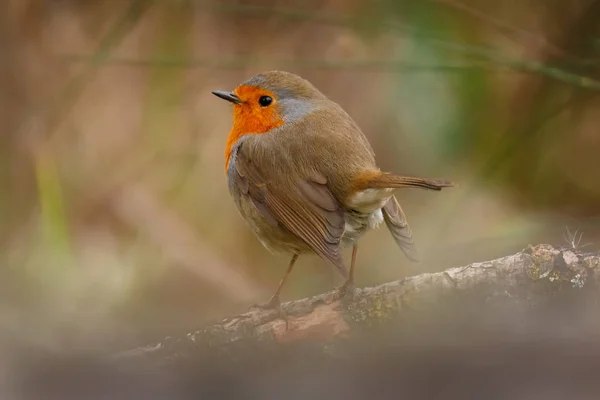 Hermoso Pajarito Con Plumaje Naranja Rama Sobre Fondo Borroso — Foto de Stock