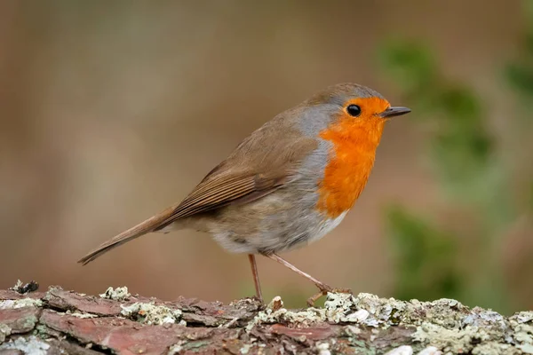 Beautiful Small Bird Orange Plumage Branch Blurred Background — Stock Photo, Image