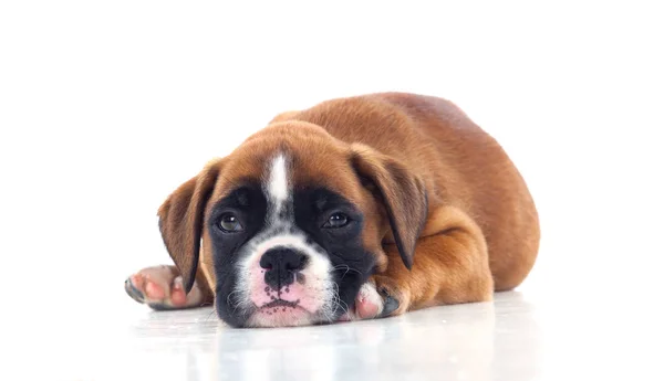 Cute Dog Lying Isolated White Background — Stock Photo, Image