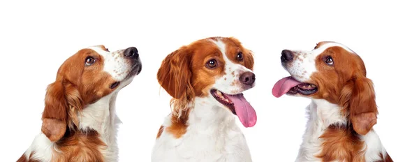 Retrato Estúdio Três Cães Bonitos Isolados Fundo Branco — Fotografia de Stock