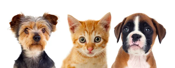 Drei Junge Haustiere Isoliert Auf Weißem Hintergrund — Stockfoto