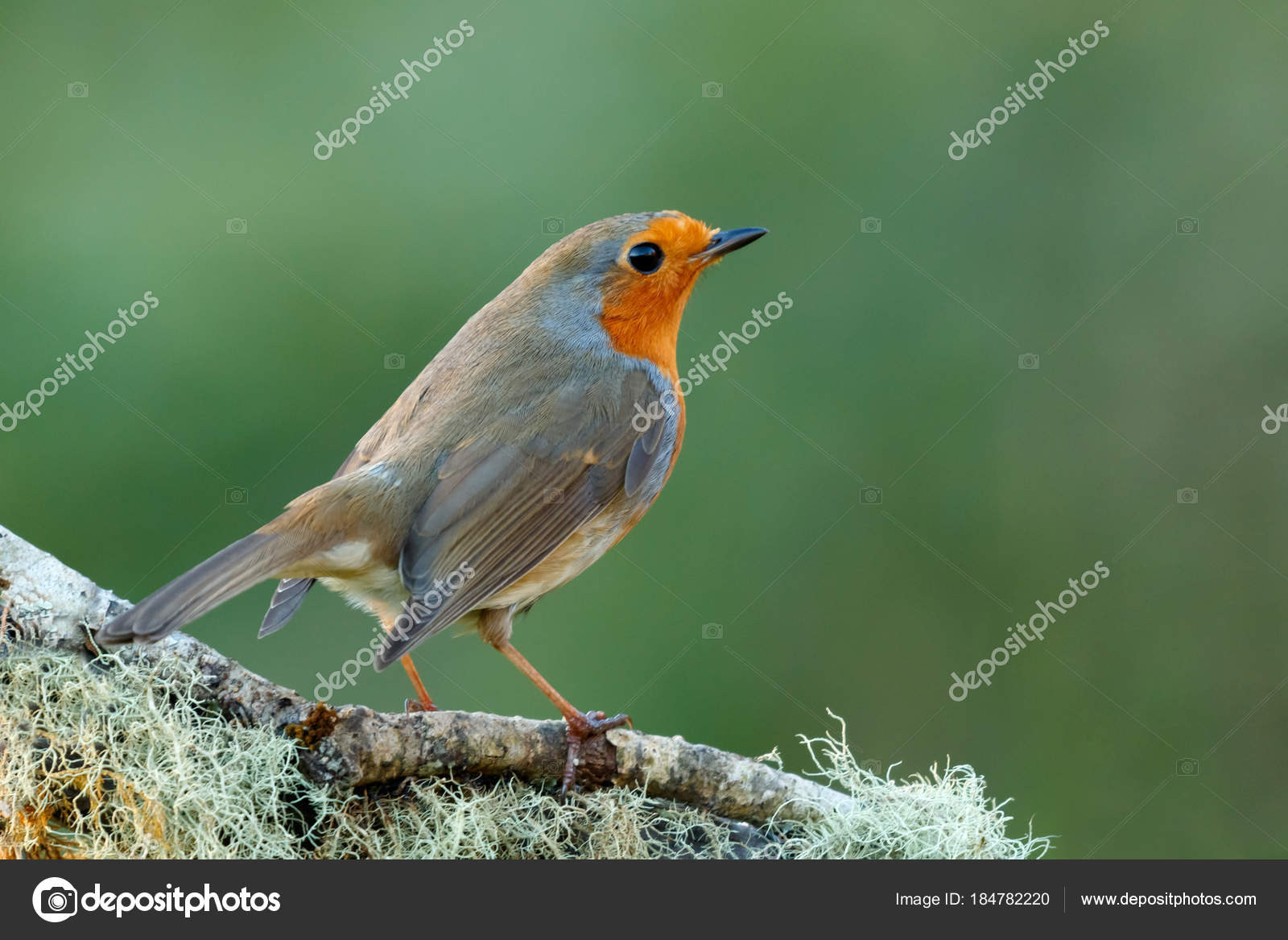 Beau Petit Oiseau Plumage Orange Sur Une Branche Sur Fond