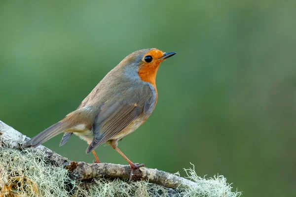 Mooie Kleine Vogel Met Oranje Verenkleed Tak Onscherpe Achtergrond — Stockfoto